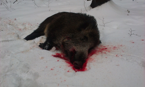 Po farbe úspešne dohladaný