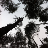 Pohľad do korún stromov...