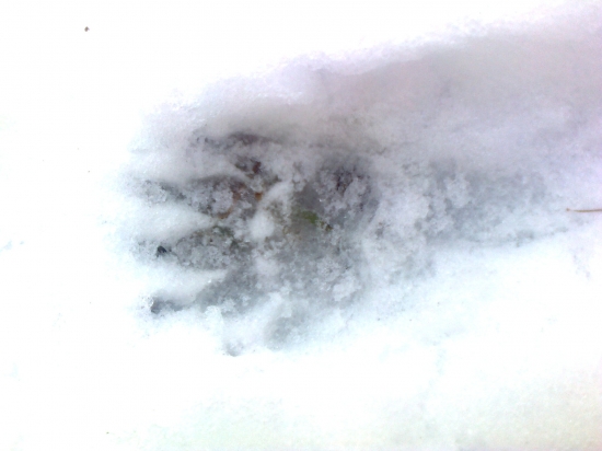 jazvec na prechadzke :D