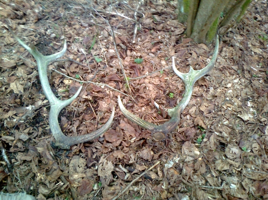 Minuloročné desaťtoraky