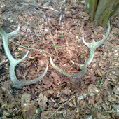 Minuloročné desaťtoraky