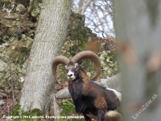 muflon