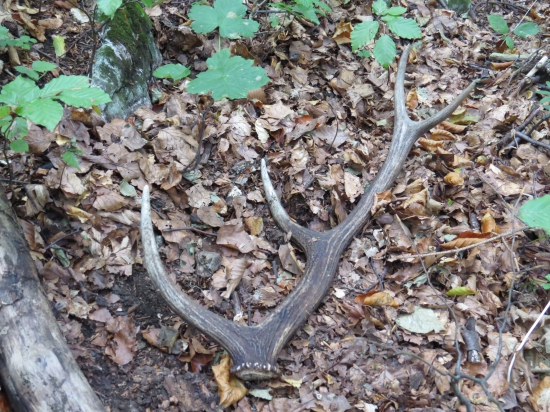 ešte sa jeden podaril