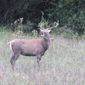 Na chvíľu  zaručal