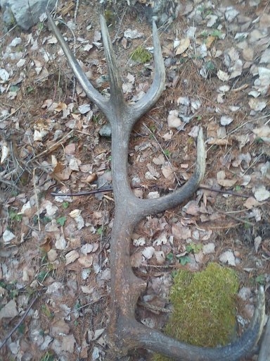 ,,ranná prechádzka s ockom