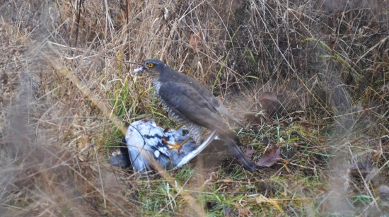 jastrab s uloveným holubom