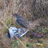 jastrab s uloveným holubom