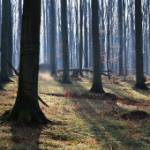 bučina