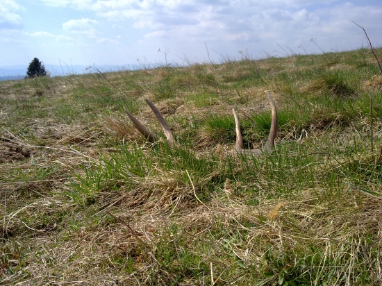 skoro som ho obisiel