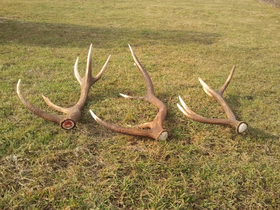 dnesny ulovok a vsetky prave:-)