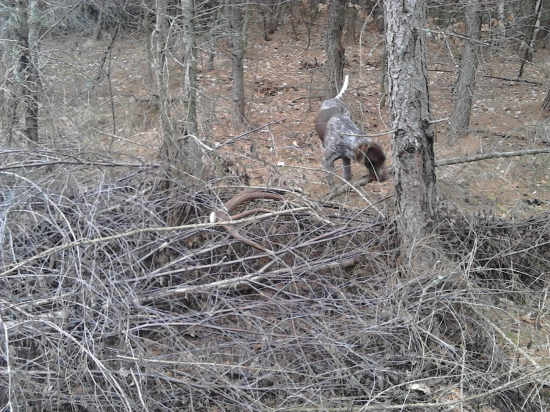 trocha dalej bol dalsi nie par