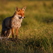 V posledních paprscích slunce