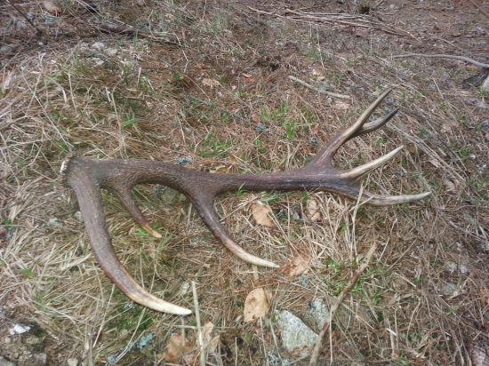 pri lezovisku 1,4kg 75cm