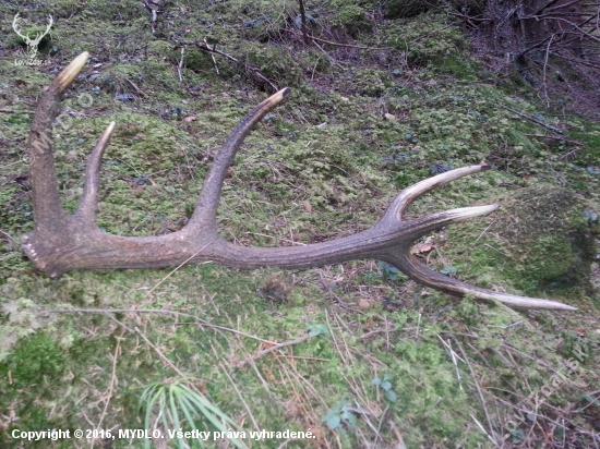 12-torak 1,5kg 82cm