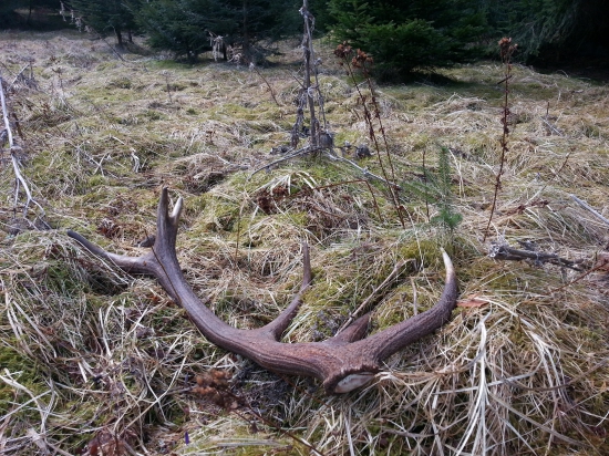 Velko.nedela 1.35kg 74cm