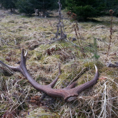 Velko.nedela 1.35kg 74cm
