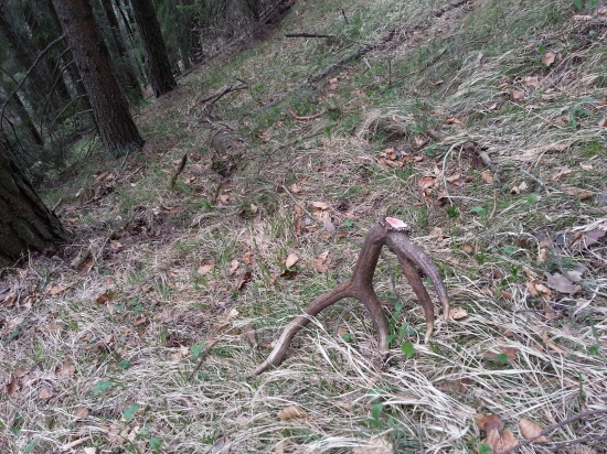 pod borovicami desatorak