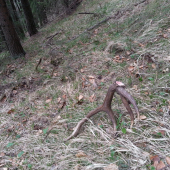 pod borovicami desatorak