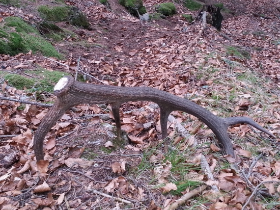 v starom lese 12-torak