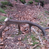 v starom lese 12-torak