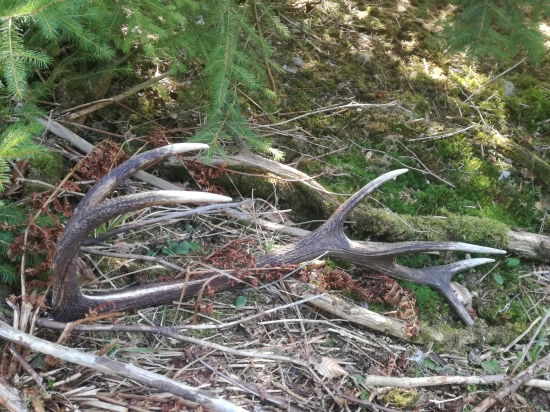 Dvojocnik 1.4kg,88 cm