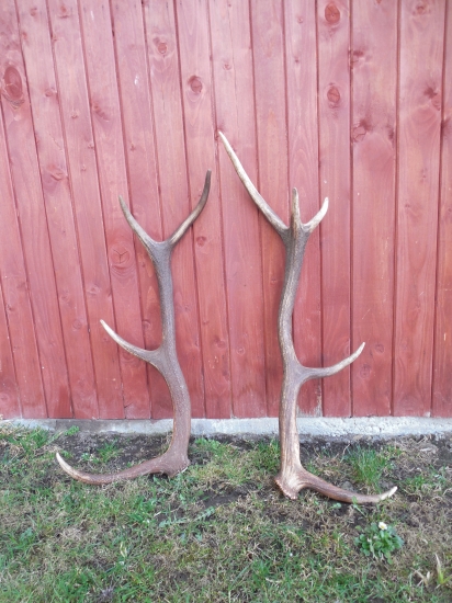 dnes nájdene pri sčítaní zvery