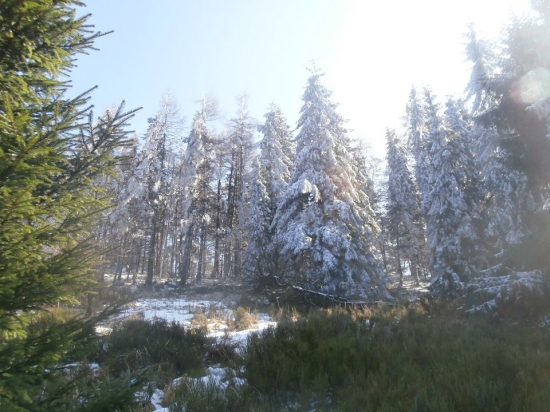 Zima