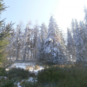 Zima