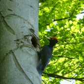konečne sa pošťastilo..