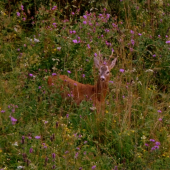 z večernej postriežky