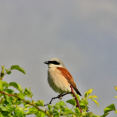strakoš červenochrbtý