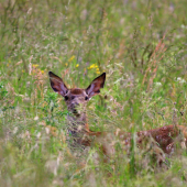 Akože ho nevidím..