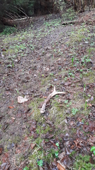 Raritka prvého parožia..