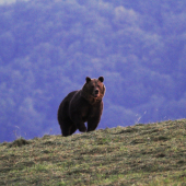medvedisko z Malej Fatry