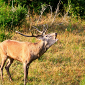 Prišiel mi zaručať, hodne blízko