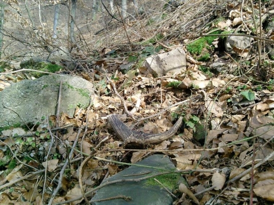 dalsi pod nim ale len torzo