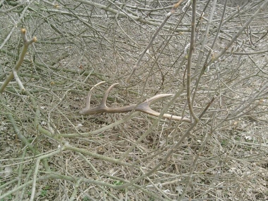 na neuverenie takto ma tam cakal pri bahnisku