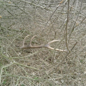 na neuverenie takto ma tam cakal pri bahnisku