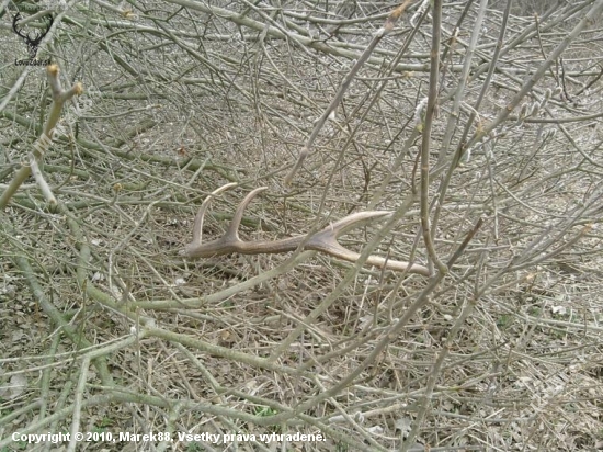 na neuverenie takto ma tam cakal pri bahnisku