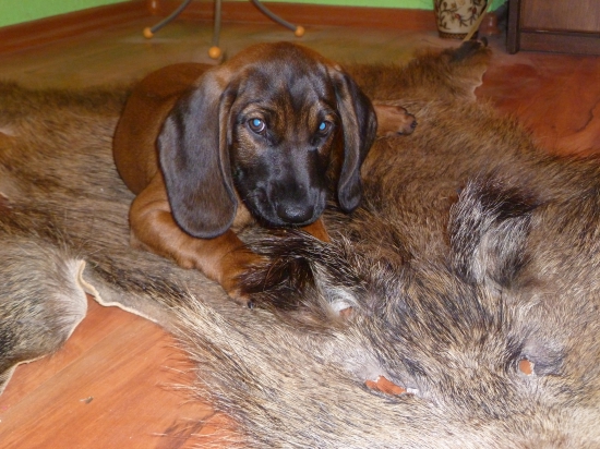 Můj nový svěřenec Ben