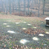 Štědrovečerní večeře