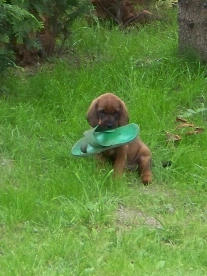 Fany z Borickej cesty