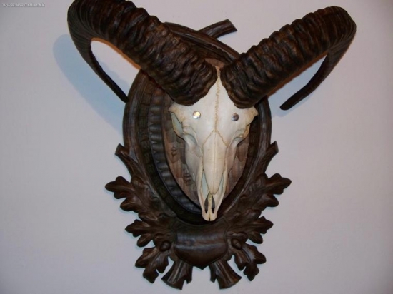 podlozka pod muflona