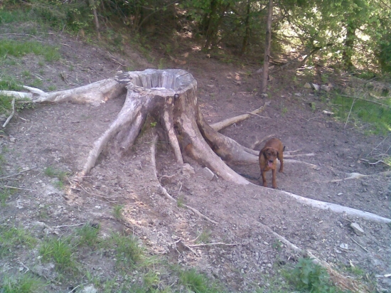 pekne navštevovane solisko