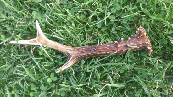 Dárek k narozeninám.