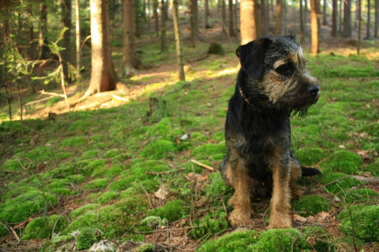 Čert z Pírkovy lovecké krve..