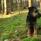 Čert z Pírkovy lovecké krve..