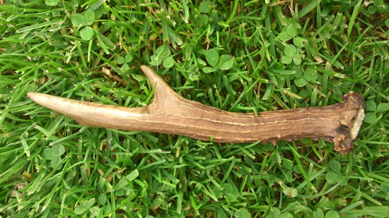 Dnešní parůžek :-)