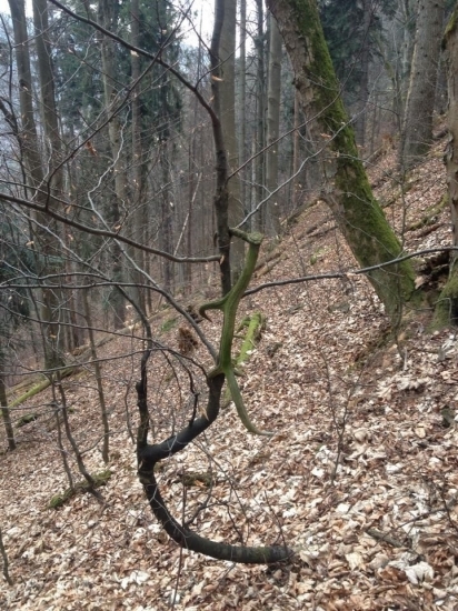 Nečakaný pohľad , takto som paroh ešte nenašiel , starší ale potešil :-)