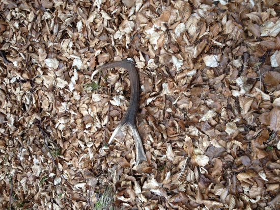 Čerstvučký osmorák :))